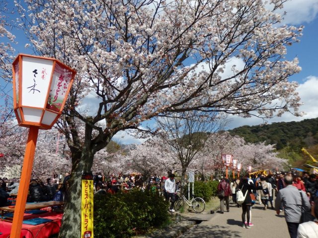 09cherry blossoms, maruyama park, kyoto